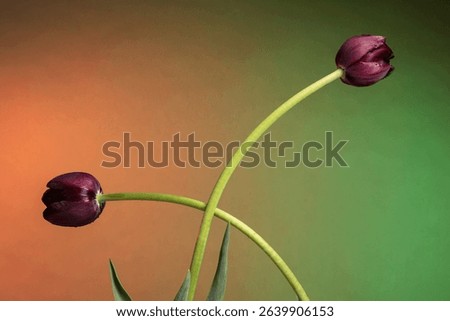 Beautiful two dark purple tulips on abstract sunrise background
