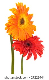 Beautiful Two Flowers On A White Background