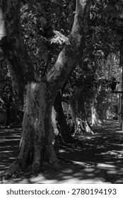 Beautiful and typical tree commonly called a shade plane tree, very symbolic in the avenues of Argentina.