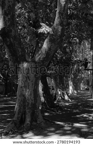 Beautiful and typical tree commonly called a shade plane tree, very symbolic in the avenues of Argentina.