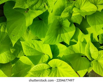 Beautiful Ubi Hias Kuning Leaves Under The Shadow Of A Tree. 