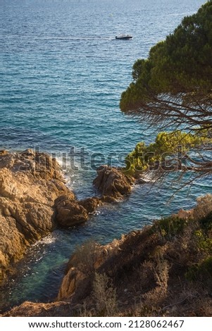 A beautiful umbrella pine at sunset in backlight along the rocky hiking trail Sentier du Littoral in the beautiful nature reserve at the peninsula Saint Tropez