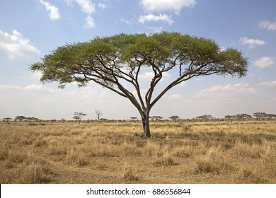 Beautiful Umbrella Thorn Acacia In Serengeti Park, Tanzania