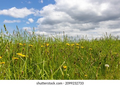 Beautiful uncut meadow with green grass and flowering yellow dandelions against the blue sky with white cumulus clouds. Pasture.Latvia