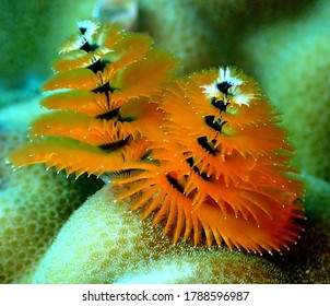 A Beautiful Undersea World Through A Diver's View.

