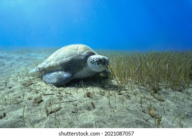 Beautiful Underwater Photo Of Huge Green Sea Turtle. From A Scuba Dive At The Canary Islands In The Atlantic Ocean.