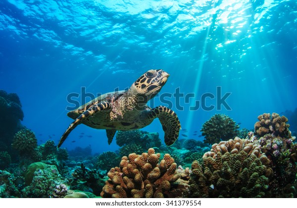 Beautiful\
Underwater Postcard. Maldivian Sea Turtle Floating Up And Over\
Coral reef. Loggerhead in wild nature habitat\
