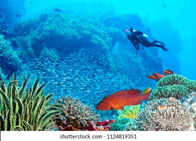 beautiful underwater world scuba drive with coral reef in the deep blue ocean with colorful fish and marine life - Shutterstock ID 1124819351