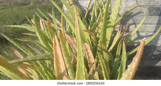 Beautiful Unique Aloe Vera Leaves Almost Fall