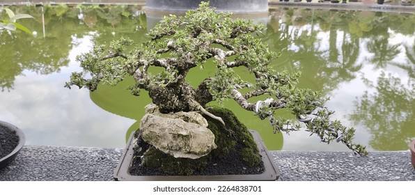 Beautiful, unique Bonsai with green leaves and looks sturdy growing in pots. - Shutterstock ID 2264838701