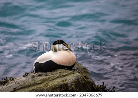 A beautiful, unique common eider (Somateria mollissima) sea duck, Cuddy's duck, resting on a rock spotted at Jökulsárlón lagoon, Iceland	