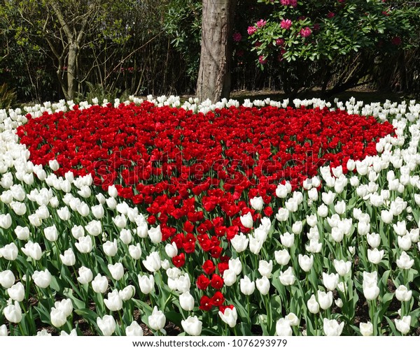 Beautiful Unique Garden Design Red Tulips Stockfoto Jetzt