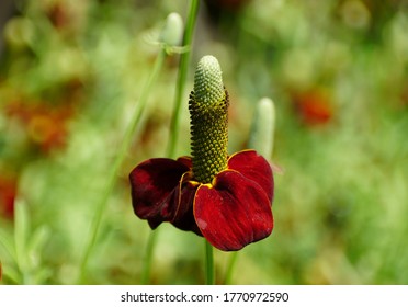 Beautiful and unique Prairie Coneflower 'Red Midget'