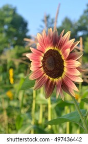 Beautiful Unique Strawberry Blonde Sunflower