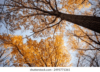 A beautiful upward view of autumn trees with golden leaves against a clear blue sky, capturing the essence of the fall season. - Powered by Shutterstock