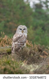 Beautiful ural owl in autumn forest
