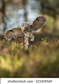 Beautiful Ural owl in the forest - Shutterstock ID 521459569