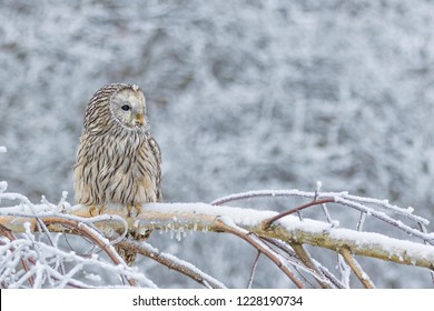 beautiful ural owl in snow, winter scene with ural owl, unique owl portrait, winter scenery with ural owl