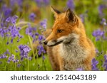 Beautiful urban fox family with cubs in central London cemetery