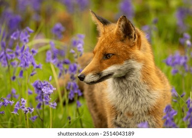 Beautiful urban fox family with cubs in central London cemetery