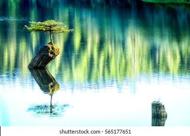 Beautiful Vancouver Island - Amazing view of lonely fir bonsai reflection in Fairy Lake 5, Port Renfrew.