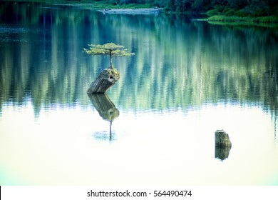 Beautiful Vancouver Island - Fir Bonsai reflection in Fairy Lake.