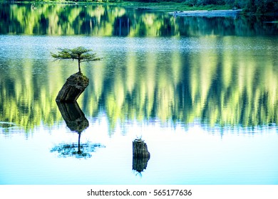 Beautiful Vancouver Island - Wonderful  Fairy Lake landscape with over 30 years old fir bonsai tree reflection, Port Renfrew 4.