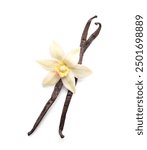 Beautiful vanilla flower and sticks on white background