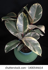 Beautiful Variegated Rubber Tree Plant