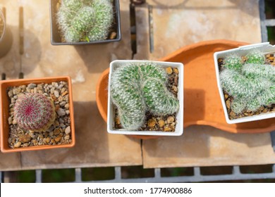 Echinocereus Rigidissimus Hd Stock Images Shutterstock