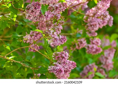 Beautiful Variety Of Flowers On A Warm, Sunny May Morning!