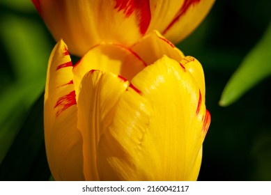 Beautiful Variety Of Flowers On A Warm, Sunny May Morning!