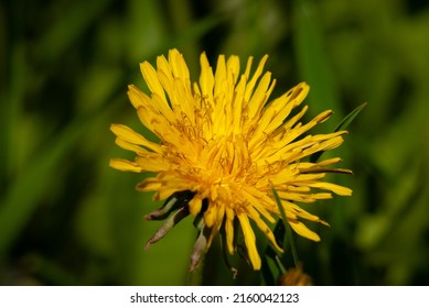 Beautiful Variety Of Flowers On A Warm, Sunny May Morning!