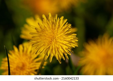 Beautiful Variety Of Flowers On A Warm, Sunny May Morning!