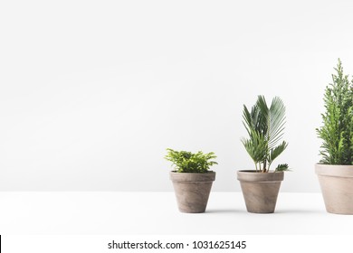 beautiful various green home plants growing in pots on white  - Shutterstock ID 1031625145