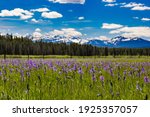 Beautiful Vast Sea Of Wildflowers In A Large Meadow, Idaho