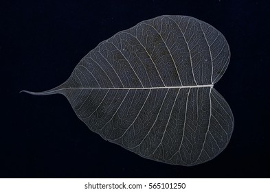 Beautiful Vein Details Of Banyan Leaf