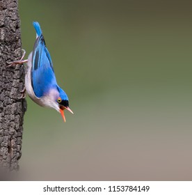 Beautiful Velvet - Fronted Nuthatch