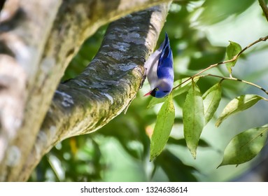 Beautiful Velvet - Fronted Nuthatch