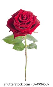 20,029 Velvet rose Images, Stock Photos & Vectors | Shutterstock