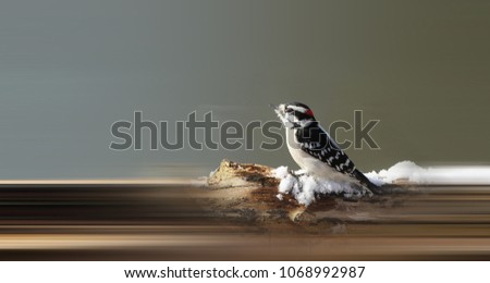 Similar – Image, Stock Photo Wagtail on rocks Nature