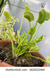 Beautiful  Venus Fly Trap Plant