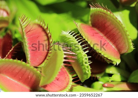 Beautiful Venus flytrap in sunny August