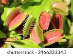 Beautiful Venus flytrap in sunny June