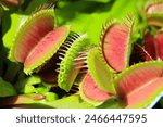 Beautiful Venus flytrap in sunny June