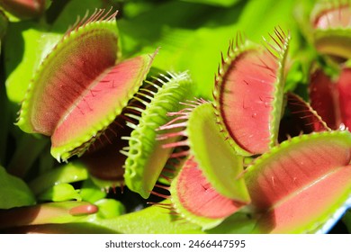 Beautiful Venus flytrap in sunny June