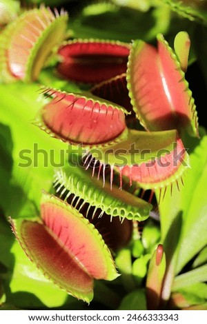 Beautiful Venus flytrap in sunny June