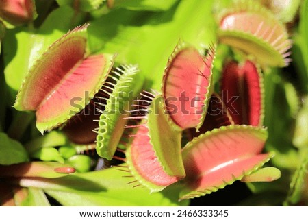 Beautiful Venus flytrap in sunny June