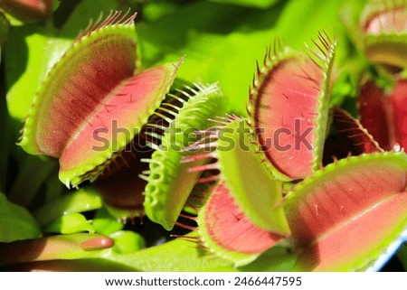 Beautiful Venus flytrap in sunny June