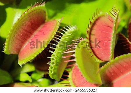 Beautiful Venus flytrap in sunny May
